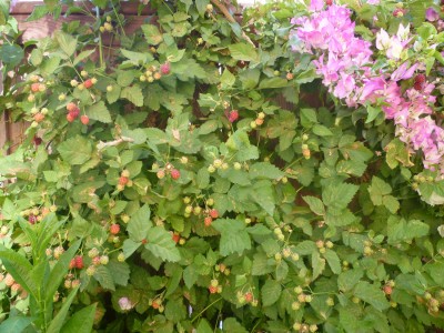blackberry bush togather with bougainvillea