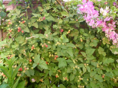 blackberry plant with bougainvillea plant