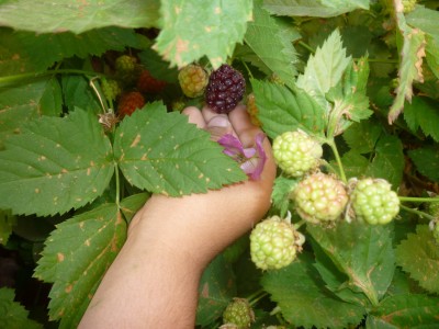picking blackberries