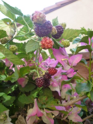 blackberries in various stages of ripening