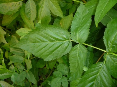 blackberry plant's leaf