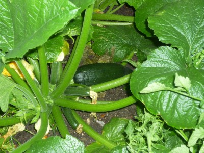 Fat zucchini