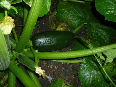 Zucchini squash after Shower