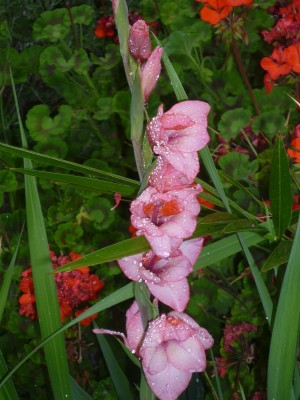 Beautiful pink hybrid gladiolus