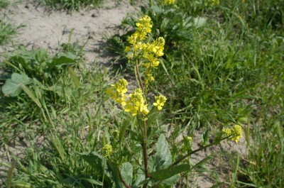 Mustard plant with beautiful blossom