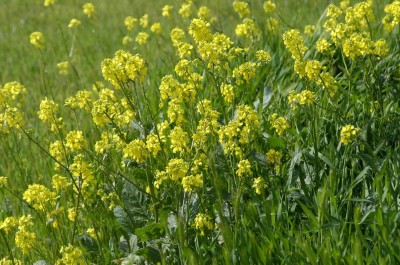 Mustard plants with yellow blossoms