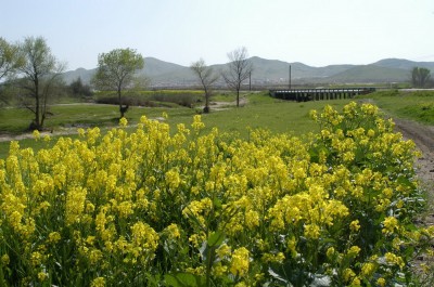 Mustard flowers first symbol of spring and abundance